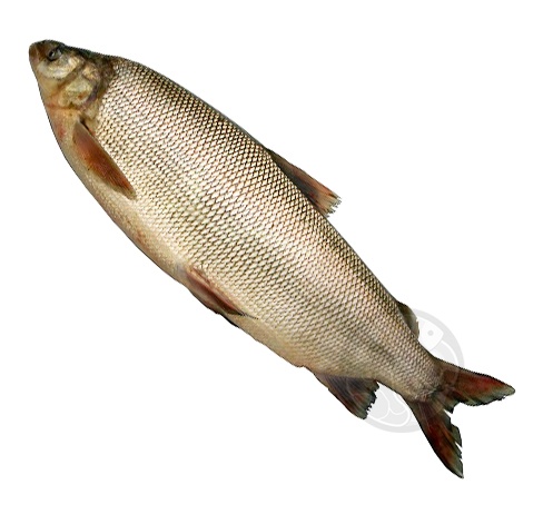 Щекур Рыба Фото
